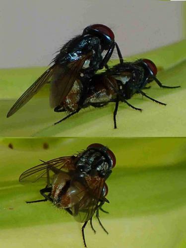 Musca domestica